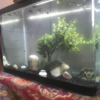 اکواریوم شیشه خم شرکتی|ماهی|مشهد, ادیب نیشابوری (شهرک غرب)|دیوار