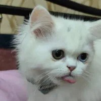 گربه پرشین چشم دورنگ