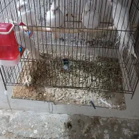 فروش عمده عروس هلندی