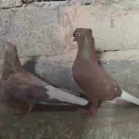 جفت دم سفید دم تخم