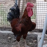 خروس ۴ تاج