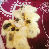 جوجه سیکا