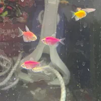 انواع ماهی گیاه خوار