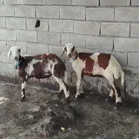 دوعدد گوسفند بروجردی لختی
