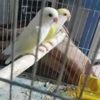 طوطی برزیلی|پرنده|مشکین‌دشت, |دیوار