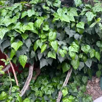 سرایداری با خانواده جهت منزل ویلایی مهرشهر