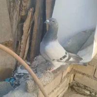 یک عدد پلاکی درجه یک