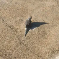 عروس هلندی تازه دون خور