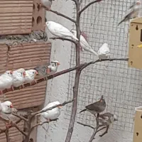 فنچ|پرنده|نسیم‌شهر, |دیوار