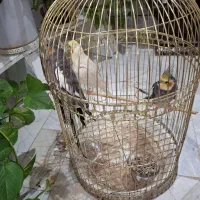 مرغ عشق فروشی و عروس هلندی مولد|پرنده|مشهد, سرافرازان|دیوار