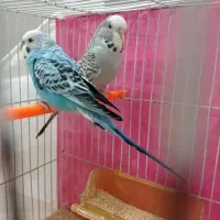 یک جفت مرغ عشق تخم گزار
