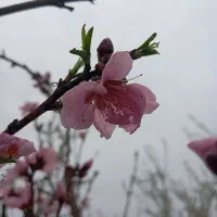 250-متر-باغچه-میوه-بارده-شهریار-باباسلمان-شهرقدس