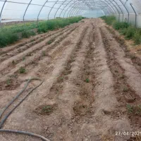 سازه گلخانه|عمدهفروشی|رادکان, |دیوار