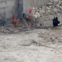 مرغ خروس