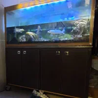 آکواریوم|ماهی|تهران, تهرانپارس شرقی|دیوار