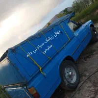 نهال زرشک سیاه بی‌دانه مقاوم(طلای سیاه) تیل، سلیمی