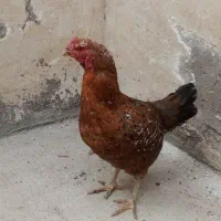 مرغ لاری جوان