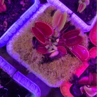 گیاه حشره خوار ونوس