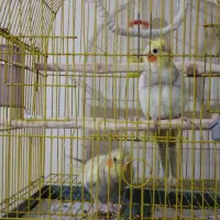 جوجه.عروس.هلندی