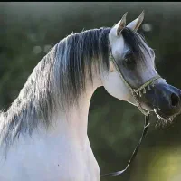 خریدار همه رقم اسب هستیم