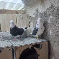 کبوتر تهرانی|پرنده|صوفیان, |دیوار