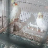 عروس و گلدین