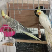 عروس هلندی نر و ماده  مولد