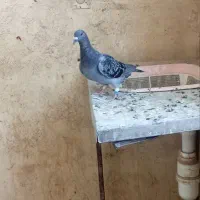 تو تا کبوتر ماده