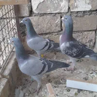 کبوتر گرفتنی و جوانه|پرنده|سبزوار, پاسداران|دیوار