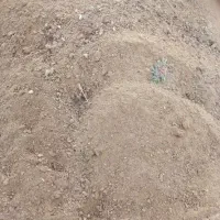 کود.گوسفندی