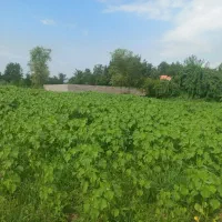 فروش فوری ۲۴۲۵متر زمین مسکونی با مدارک کامل اوقافی|فروش زمین و ملک کلنگی|سنگر, |دیوار