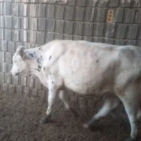 گوساله نر فروشی