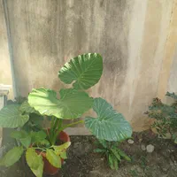 باباآدم|گل و گیاه طبیعی|رشت, تازه آباد|دیوار