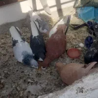 کبوتر پرشی فروشی