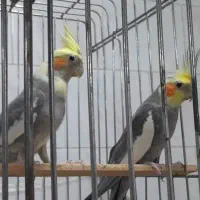 فروش عروس هلندی نر و ماده
