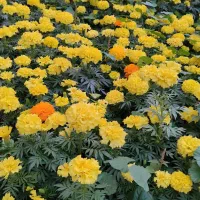 گل فصلی|گل و گیاه طبیعی|بیکاه, |دیوار