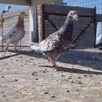نرو ماده سرور هفرنگ کبوتر کفتر کرمانی