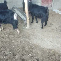 چهار‌بز‌داشتی|حیوانات مزرعه|ملکشاهی, |دیوار