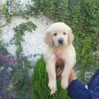 فروش توله رتریور و پرستار سگ گلدن|سگ|فردیس, |دیوار