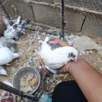 کبوتر زینتی و معمولی|پرنده|یاسوج, |دیوار