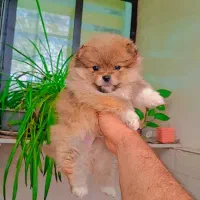 سگ خرسی|سگ|کرج, گلشهر|دیوار