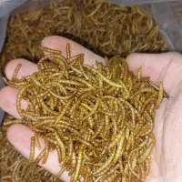 میلورم خشک درجه یک