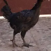 جوجه مرغ دو رگ‌ تمام مشکی