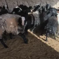 بره
