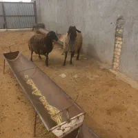 یک راس میش جوان .یک راس بره نر چاق قوچی کشتاری