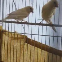 قناری مزاییکی ماده ۵ تخم