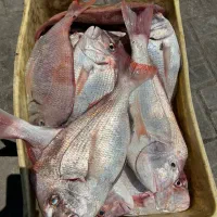 ماهی فروشی مستقیم بندر|خوردنی و آشامیدنی|تهران, نارمک|دیوار