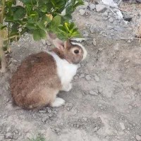 خرگوش