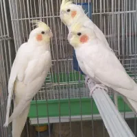 فروش عروس هلندی|پرنده|پاکدشت, پاکدشت (مامازند)|دیوار