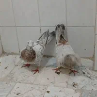 کفتر|پرنده|محمدیه-قزوین, |دیوار